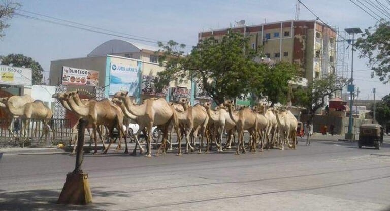 Geela Soomaaliya oo halis ku soo socoto [Baaq & Digniin-Qormo]